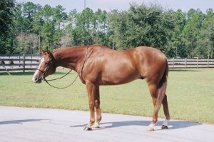 Obrazek